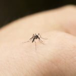 Repelente de mosquitos: el mejor del mercado