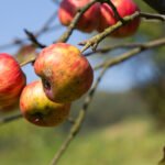 FRUTTA E VERDURA BRUTTA MA BUONA