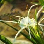 Cómo cultivar himenocallis