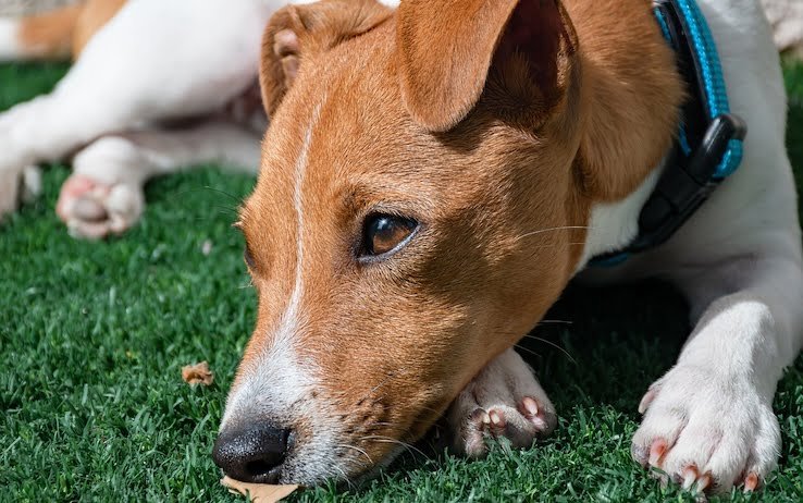 Quando la museruola del cane e obbligatoria