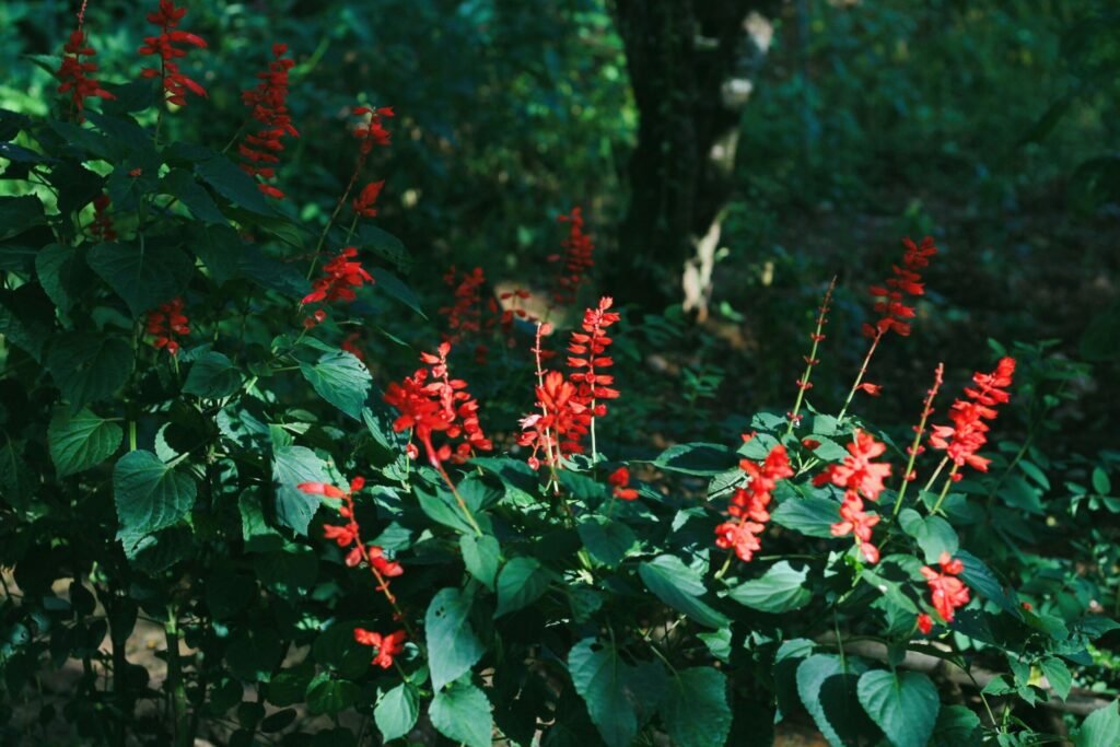 Salvia Splendens scaled