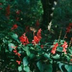 Salvia Splendens scaled