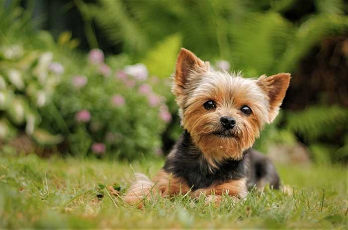 YORKSHIRE TERRIER