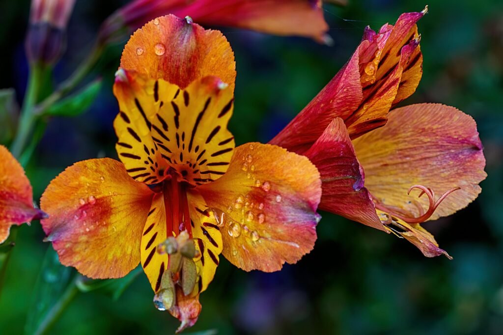 alstroemeria scaled