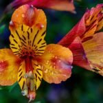 alstroemeria scaled