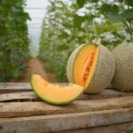 Cómo cultivar melón, incluso en macetas