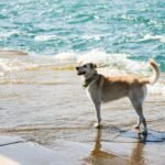 Cómo cuidar a tu perro en verano: reglas y consejos útiles