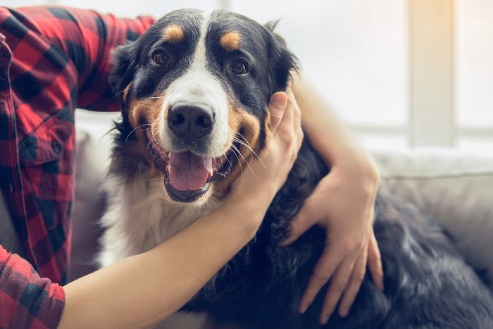 come educare un cane 1