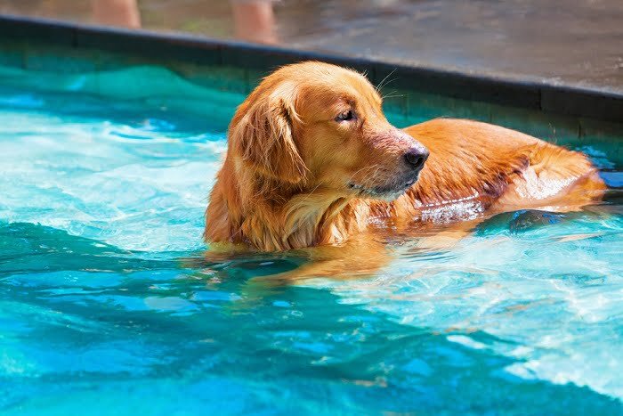 come proteggere gli animali dal caldo 3