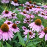 echinacea scaled