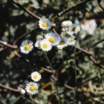 Erigero: Cómo cultivarlo no desperdicies