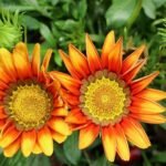 gazania