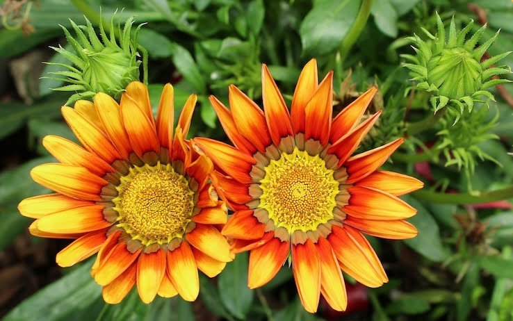 gazania