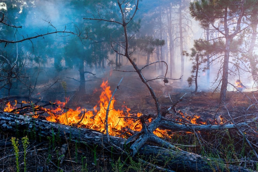 incendi criminalita italia 5