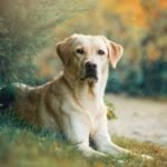 Labrador Retriever: Origen, Carácter y Salud