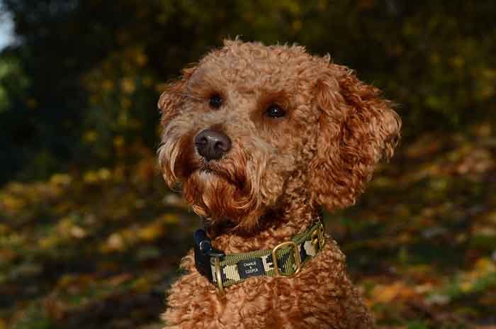 lagotto romagnolo