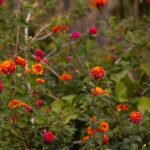 Lantana: cómo cultivarla  no desperdicies