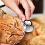 medicine cani gatti speculazione costi elevati italia interrogazione parlamento 2