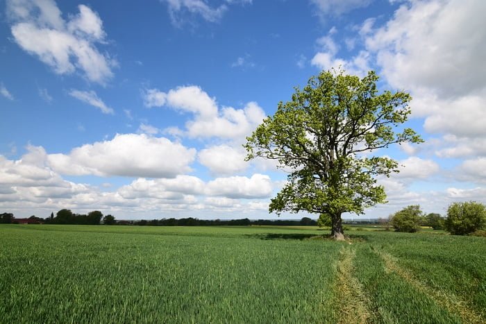 perche piantare alberi 2