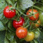 Cómo cultivar tomates en macetas o en el jardín.