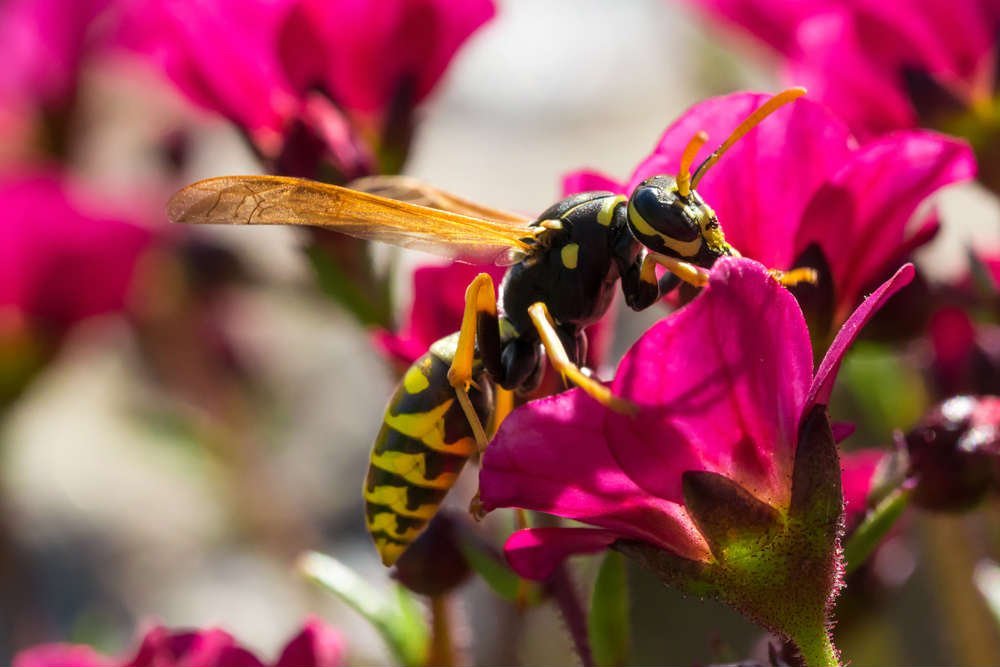 rimedi naturali vespe