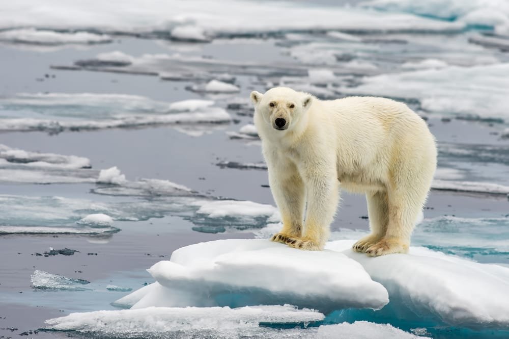 specie rischio estinzione mondo cambiamento climatico