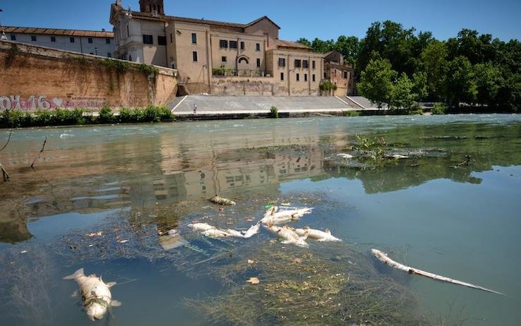 tevere pesci morti