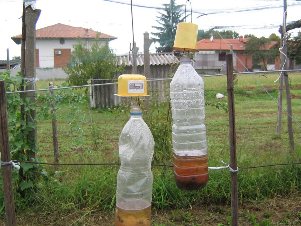 trappola insetti bottiglia riciclo cura orto giardino 2