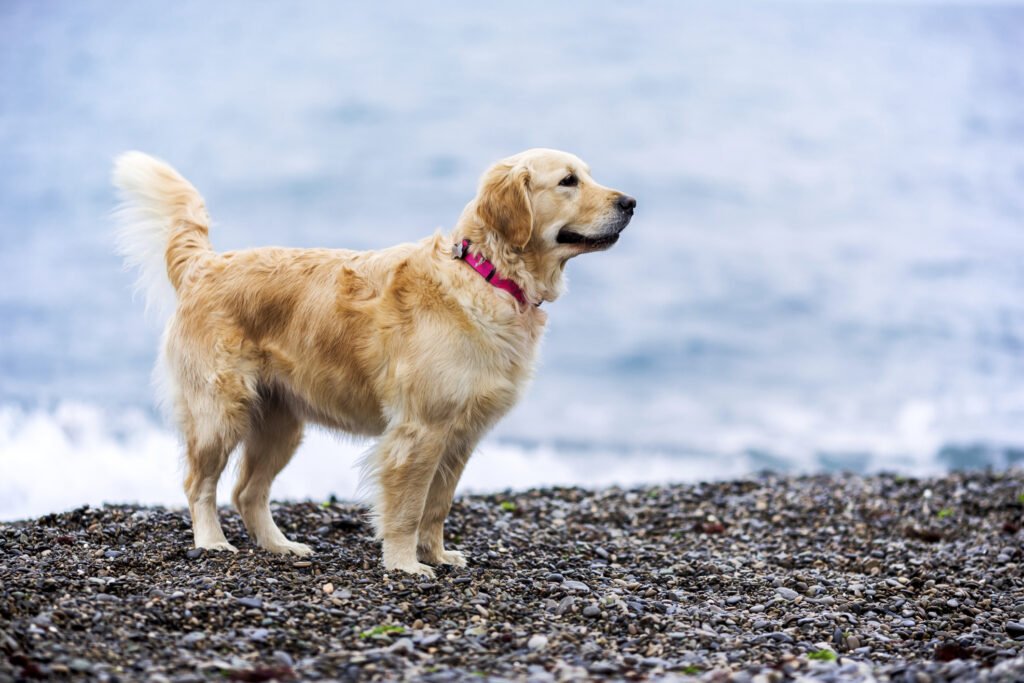 vacanze con il cane dove andare 2