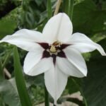 ¿Cómo cultivar Acidanthera? no desperdicies