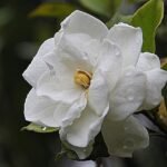 Cómo cultivar gardenia en casa.