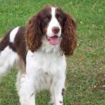 Springer Spaniel inglés: origen, apariencia y carácter