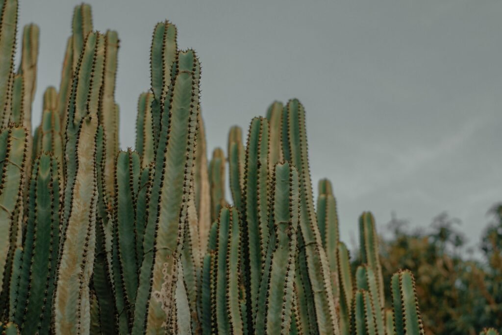 cactus 2 scaled