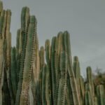 Cactus: Propiedades y Beneficios