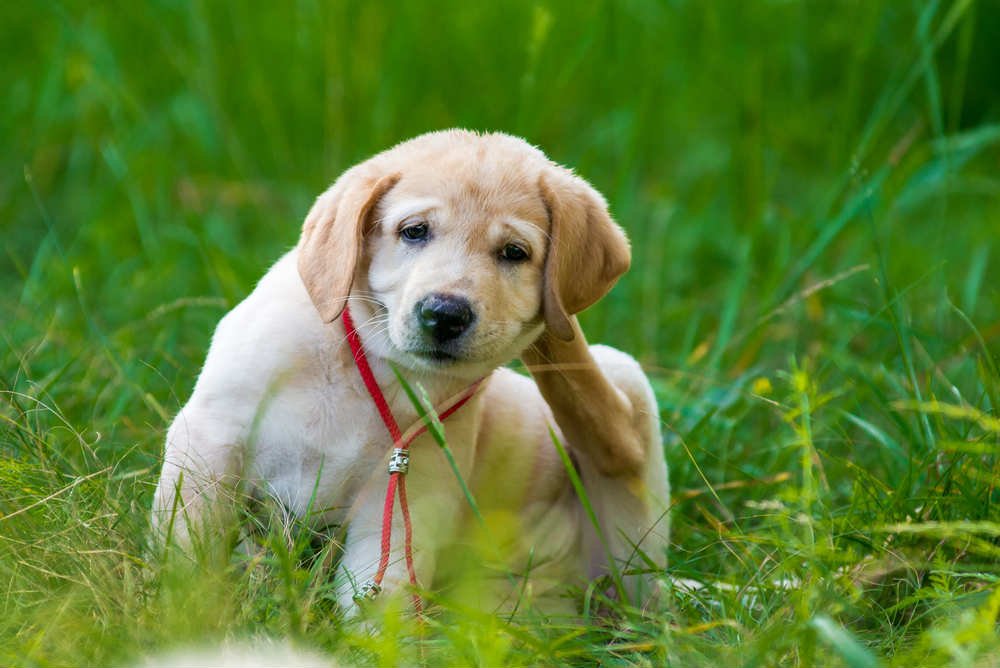 cani pulciosi ecco i rimedi naturali