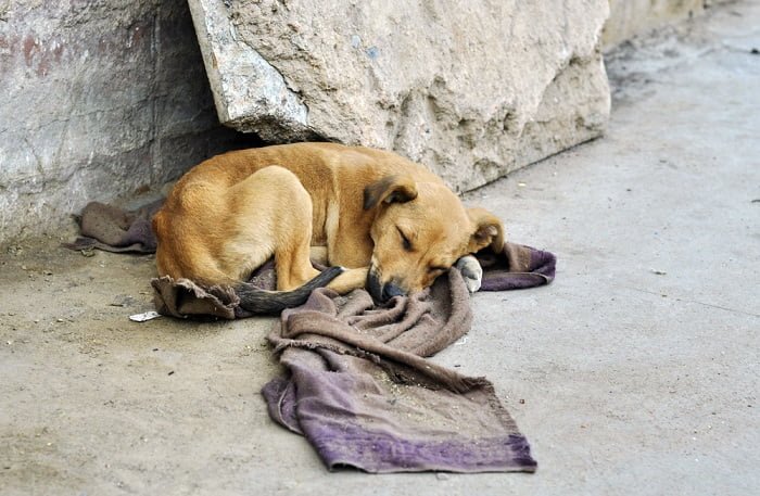 come aiutare gli animali abbandonati