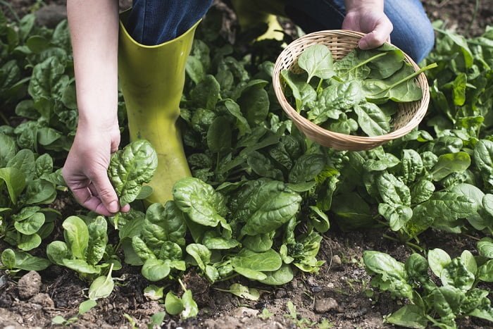 come coltivare gli spinaci