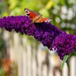 Cómo cultivar Buddleia: no desperdicies