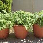 Cómo cultivar patatas en macetas y jardines de forma sencilla