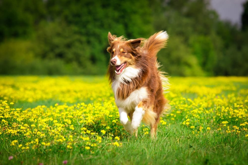 come correre con cane