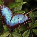 ¿Cuánto vive una mariposa? no desperdicies