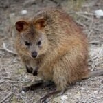 Quokka: El animal que siempre sonríe