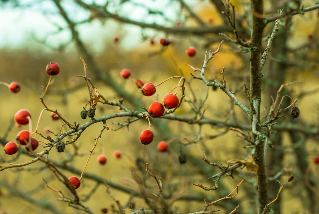 rosa canina scaled