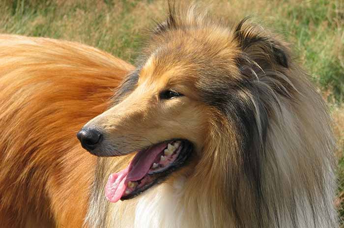 rough collie