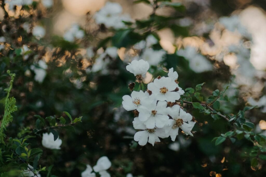 saponaria scaled