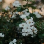 Saponaria: cómo cultivarla no desperdicies