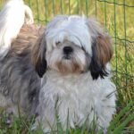 Shih Tzu: origen, apariencia, carácter.