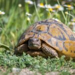 ¿Cómo tener una tortuga en casa?