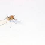 ¿Quién y qué atrae más a los mosquitos?