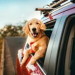 Cómo llevar a tu perro de vacaciones